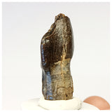 1306 - Top Rooted Jobaria Sauropod Dinosaur Tooth Jurassic Tiouraren Fm