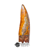 20018 - Top Huge Carcharodontosaurus saharicus Dinosaur Tooth