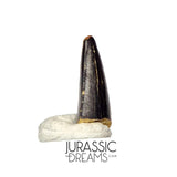 S102 - Juvenile Tyrannosaur Dinosaur Tooth Tip - Judith River Fm