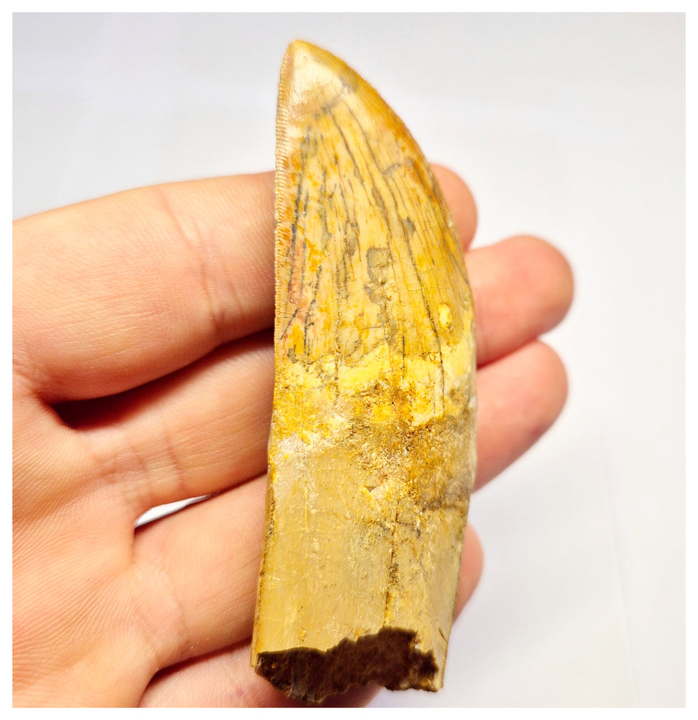 1386 - Rare Rooted Carcharodontosaurus saharicus Dinosaur Tooth - Cretaceous KemKem Beds