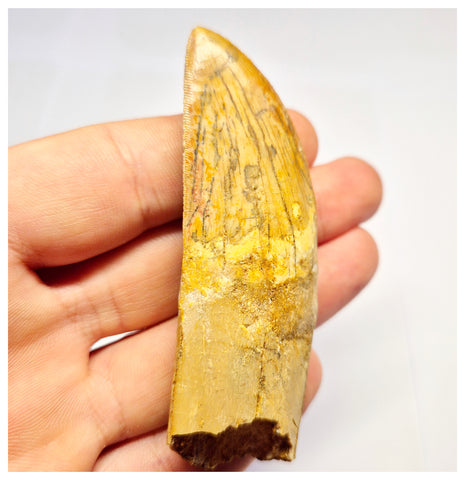 1386 - Rare Rooted Carcharodontosaurus saharicus Dinosaur Tooth - Cretaceous KemKem Beds