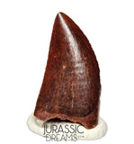 S132 - Gem Grade Carcharodontosaurus saharicus Dinosaur Tooth - KemKem Beds