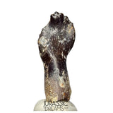 J510 - Top Rare Rooted cf Narindasaurus Turiasaurian Sauropod Dinosaur Tooth - Middle Jurassic