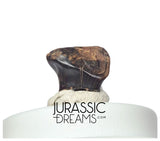 J427 - Exceedingly Rare Denversaurus schlessmani Nodosaurid Armored Dinosaur Tooth - Lance Creek Fm