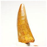 1338 - Nicely Preserved Carcharodontosaurus saharicus Dinosaur Tooth