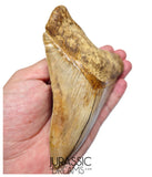 J563 - Gem Grade Huge Killer Megalodon Tooth from Rare Indonesia Location