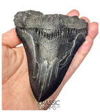 J404 - Outstanding Huge Black Serrated Megalodon Shark Tooth - South Carolina