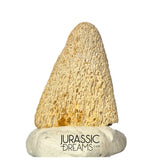 J488 - Ultra Rare Pachycephalosaurus wyomingensis Foot Claw -  Late Cretaceous - Hell Creek Fm