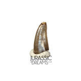 S103 - Top Rare Dromaeosaurid Raptor Theropod Dinosaur PREMAXILLARY Tooth - Judith River Fm