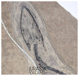 S289 - Interesting Genuine Partially disarticulated Keichousaurus hui skeleton Early Triassic Marine Reptile