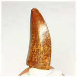1337 - Nicely Preserved Carcharodontosaurus saharicus Dinosaur Tooth