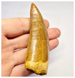 1382 - Huge Carcharodontosaurus saharicus Dinosaur Tooth - Cretaceous KemKem Beds