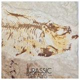 S437 - Nicely Preserved "Diplomystus dentatus" Fossil Fish - Eocene Age from USA