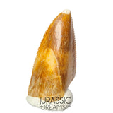 S142 - Top Rare Majungasaurus crenatissimus Abelisaurid Dinosaur PREMAXILLARY Tooth