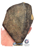 S78 -  "NWA 17599" MAIN MASS Fresh Eucrite (unbrecciated) HED Achondrite Meteorite 1280g