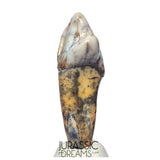 S242 - Nicely Preserved Huge Ice Age Cave Bear (Ursus spelaeus) Incisor Tooth