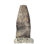 J336 - Rare Juvenile Spinosaurid Dinosaur (cf Suchomimus) Foot Claw - Elrhaz Fm