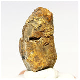 1307- Exceedingly Rare Unidentified Basal Iguanodontian Dinosaur Tooth - Cretaceous Elrhaz Fm