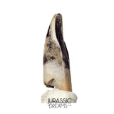 J477 - Tyrannosaur Dinosaur Tooth - Nanotyrannus Premaxillary Tooth (cf Aublysodon) - Hell Creek Fm
