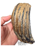 S406 - Nicely Preserved Huge Ice Age Woolly Mammoth (Mammuthus primigenius) Upper Molar Tooth