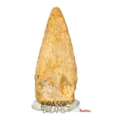 J516 - Nicely Preserved Spinosaurus aegyptiacus Dinosaur Foot Claw - Red Sanstone Beds