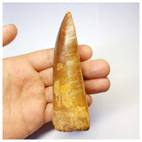 1313 - Huge Carcharodontosaurus saharicus Dinosaur Tooth - Cretaceous KemKem Beds
