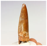 1316- Gem Grade Premaxillary Carcharodontosaurus saharicus Dinosaur Tooth