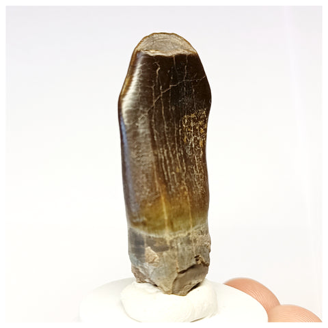 1305 - Gem Grade Jobaria Sauropod Dinosaur Tooth Jurassic Tiouraren Fm