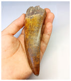 1315 - Investment Grade 12,6cm Carcharodontosaurus saharicus Dinosaur Tooth - Cretaceous KemKem Beds