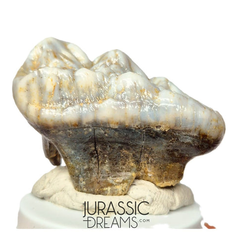 S402 - Gem Grade Huge Ice Age Cave Bear (Ursus spelaeus) Upper Molar Tooth (M2) - Pleistocene