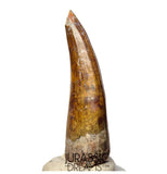 S367 - Huge Killer Suchomimus tenerensis Spinosaurid Dinosaur Tooth - VISIBLE CARINA