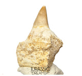 S305- Finest Grade Gavialimimus almaghribensis (Rare Mosasaur species) Tooth in Maxilla bone