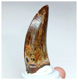 1002 - Gem Grade Carcharodontosaurus saharicus 2.63'' Dinosaur Tooth