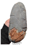 J494 - Museum Grade Huge OVIRAPTOR cf philoceratops Fossil Egg Elongatoolithidae - Cretaceous from Gobi Desert