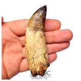 S491 - Museum Grade Fully Rooted Sarcosuchus imperator Crocodile Tooth - Cretaceous Elrhaz Fm