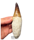 S258 - Outstanding Huge Thalassotitan atrox (Largest known mosasaur species) Rooted Tooth - Late Cretaceous