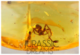 J332 - Museum Grade Large SPIDER & VELVET ANT Rare MUTILLIDAE Fossil Inclusion Genuine BALTIC AMBER + HQ Picture