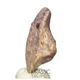 J204 - Top Rare Killer Unidentified Theropod Dinosaur Claw - Lower Cretaceous Elrhaz Fm