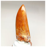 1000 - Gem Grade Carcharodontosaurus saharicus 3.34'' Dinosaur Tooth