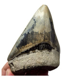 J568 - Gem Grade Killer Blue Megalodon Tooth from Rare Indonesia Location