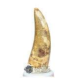 20031 - Rare Afrovenator abakensis Megalosaurid Dinosaur Tooth Jurassic Tiouraren Fm