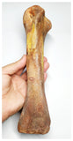 E1- Museum Grade 10.03 Inch Spinosaurus Dinosaur Metatarsal Toe Bone Cretaceous