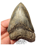 J419 - Outstanding Huge Serrated Megalodon Shark Tooth - Miocene - South Carolina