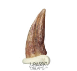 J185 - Rare Juvenile Spinosaurid Dinosaur (cf Suchomimus) Foot Claw - Elrhaz Fm