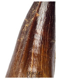 S351 - Huge Thalassotitan atrox (Largest known mosasaur species) Rooted Tooth - VISIBLE CARINA