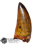 20009 - Gem Grade Carcharodontosaurus saharicus Dinosaur Premaxillary Tooth IN CATAWIKI AUCTION NOW