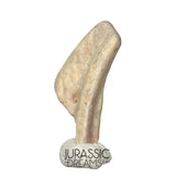 J118 - Top Rare Ornithocheirid Pterosaur Claw - Lower Cretaceous  Elrhaz Fm