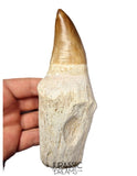 S384 - Enormous "Mosasaurus hoffmanni" Rooted Tooth - Late Cretaceous - Rare Mosasaur Species
