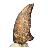 S520 - Museum Grade Rare Abelisaurid Dinosaur (cf Kryptops) Foot Claw - Elrhaz Fm