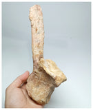 1144 - Amazing Complete Spinosaurus Dinosaur Caudal (Tail) Vertebra Bone Cretaceous KemKem